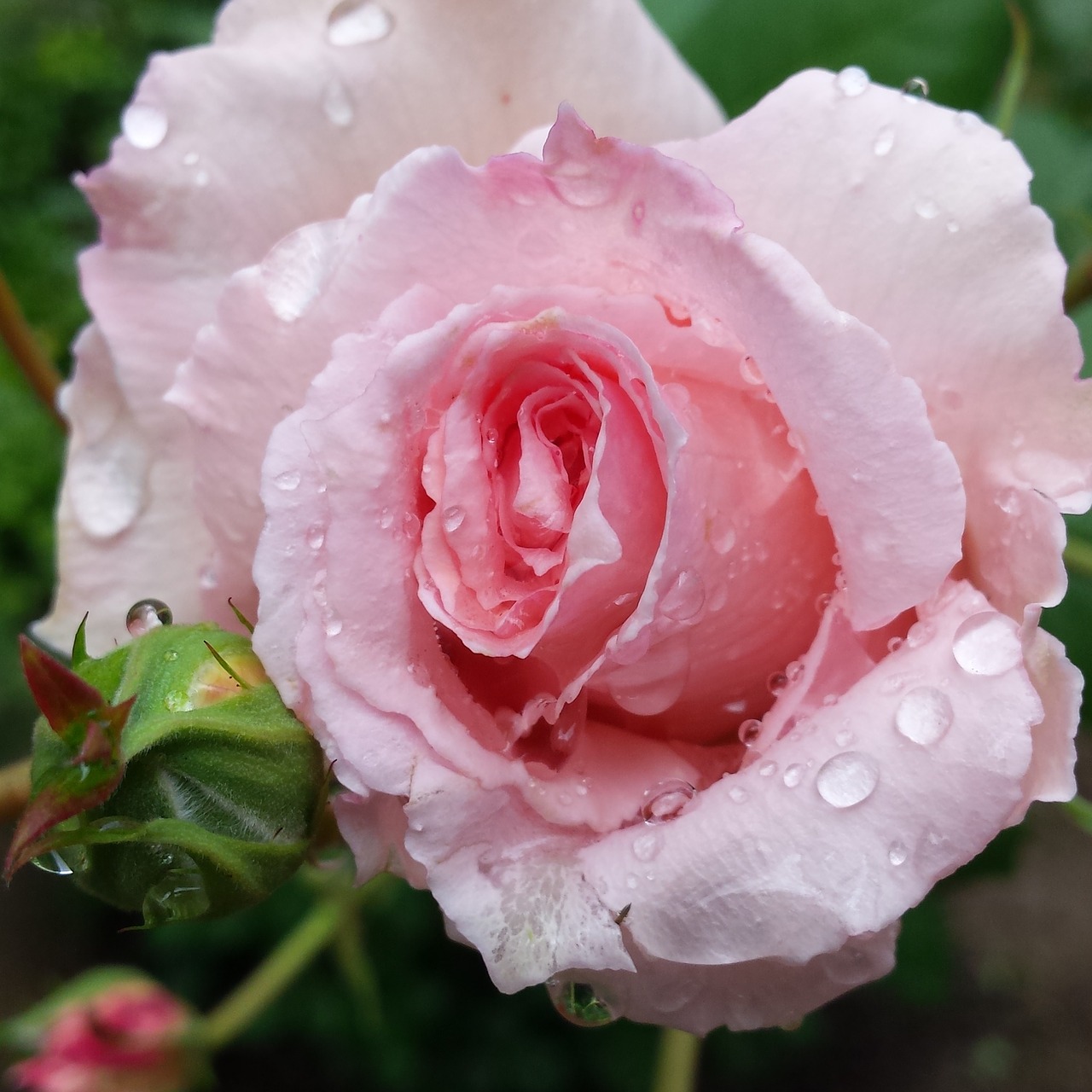 rose pink flower free photo