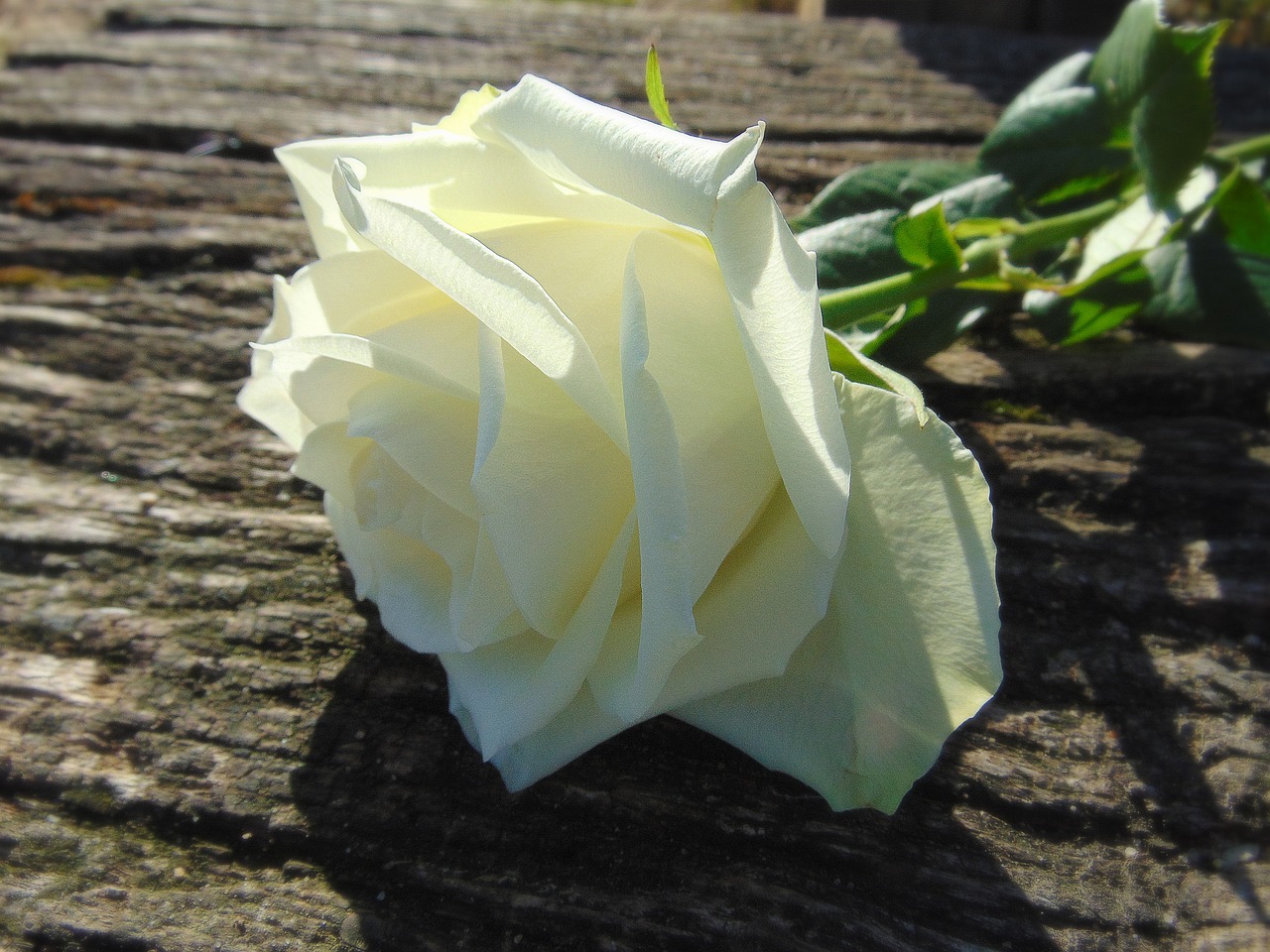 rose white blossom free photo