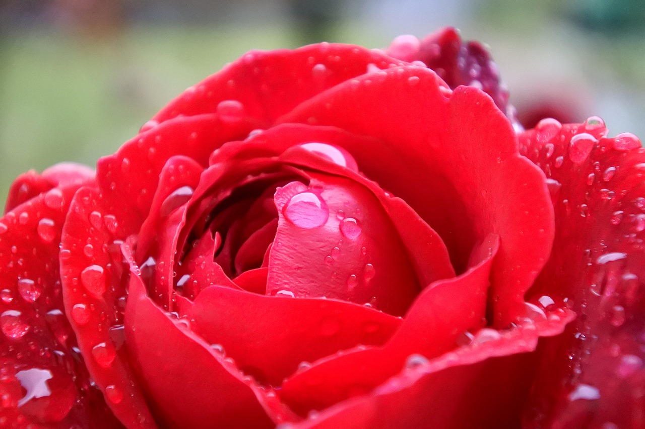 rose red flower free photo