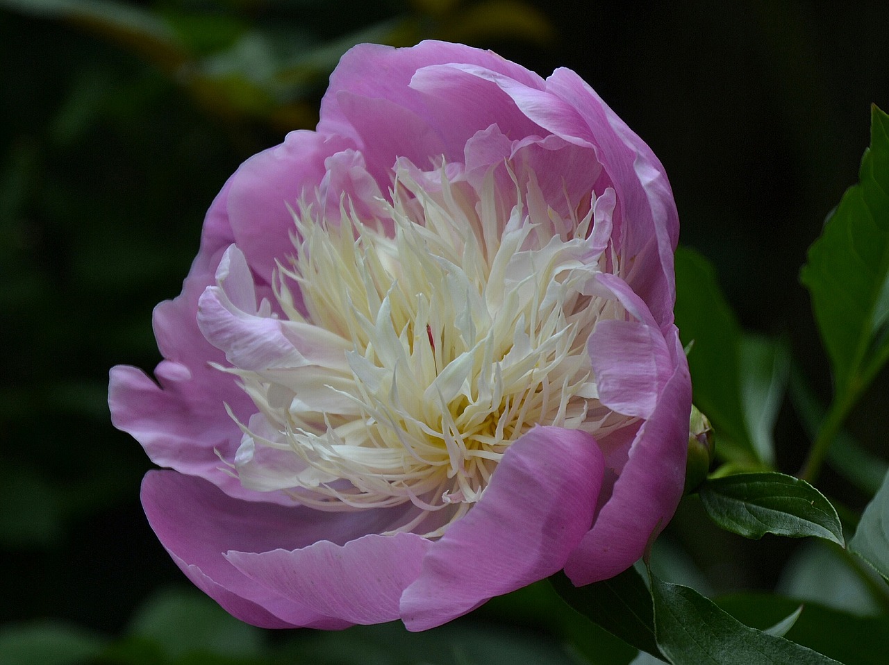 rose peony garden free photo