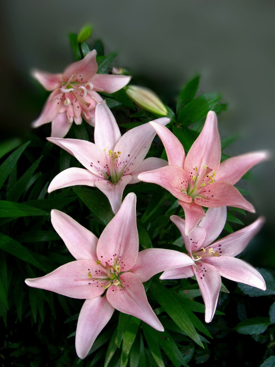 rose lilies flower free photo