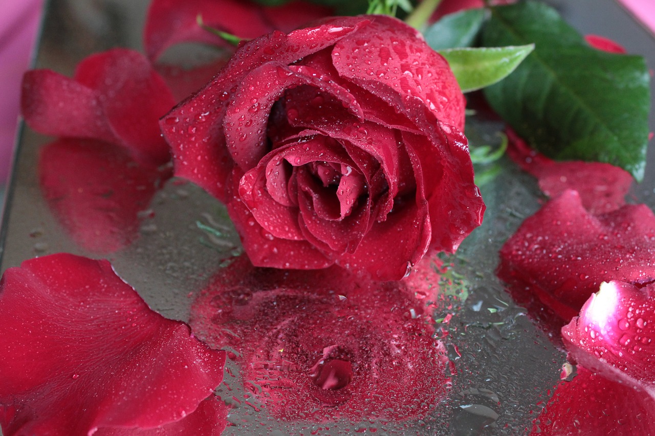 rose flower red rose free photo