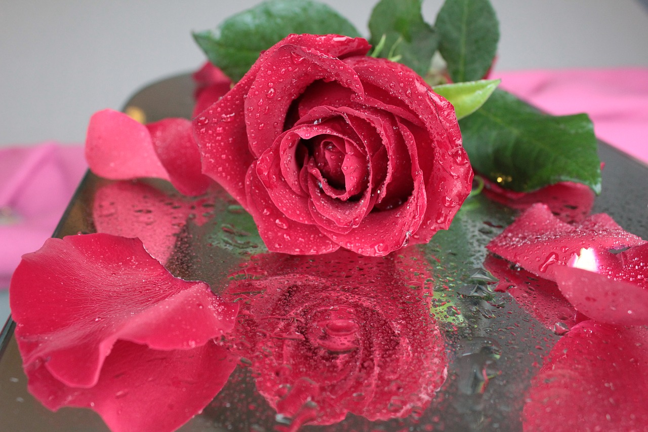 rose flower red rose free photo