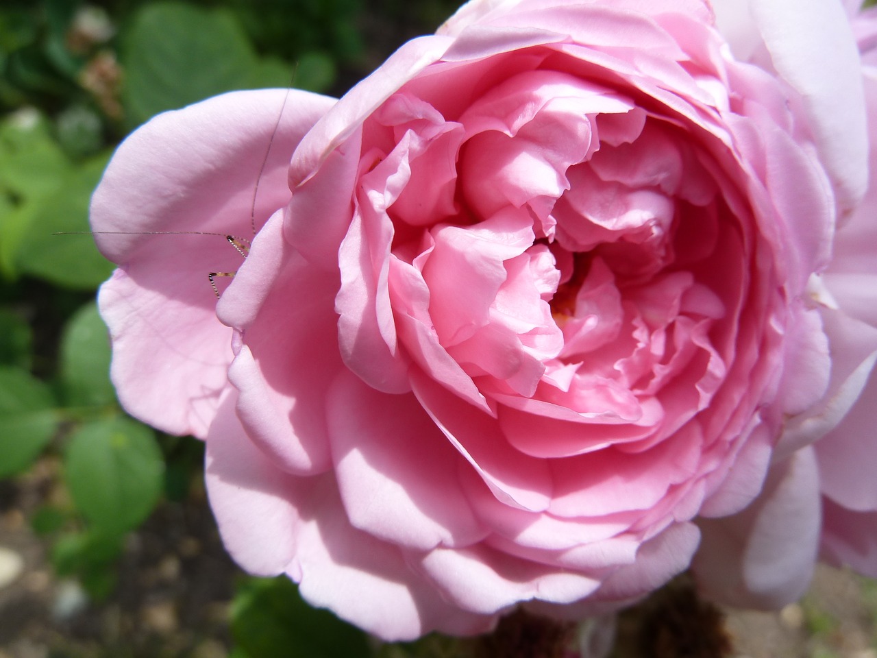 rose pink blossom free photo