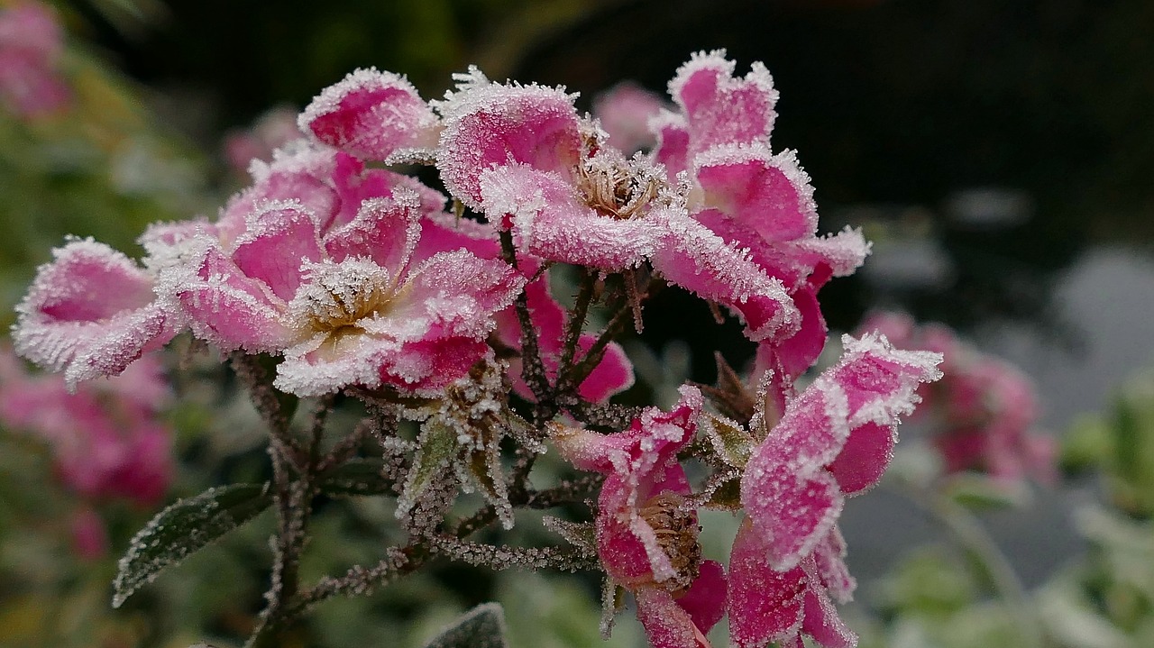 rose rosenblüten frozen iced free photo