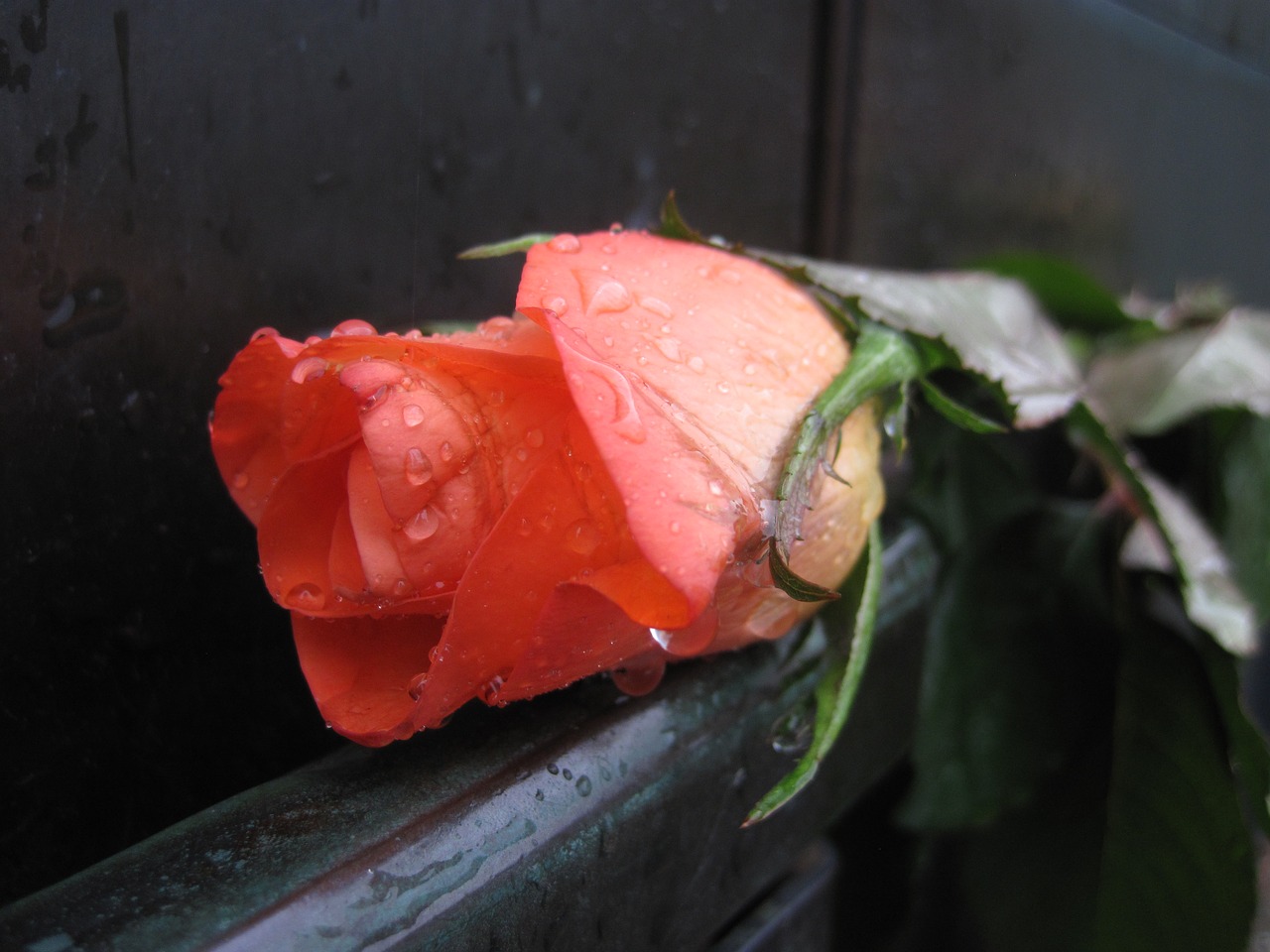 rose drop of water blossom free photo