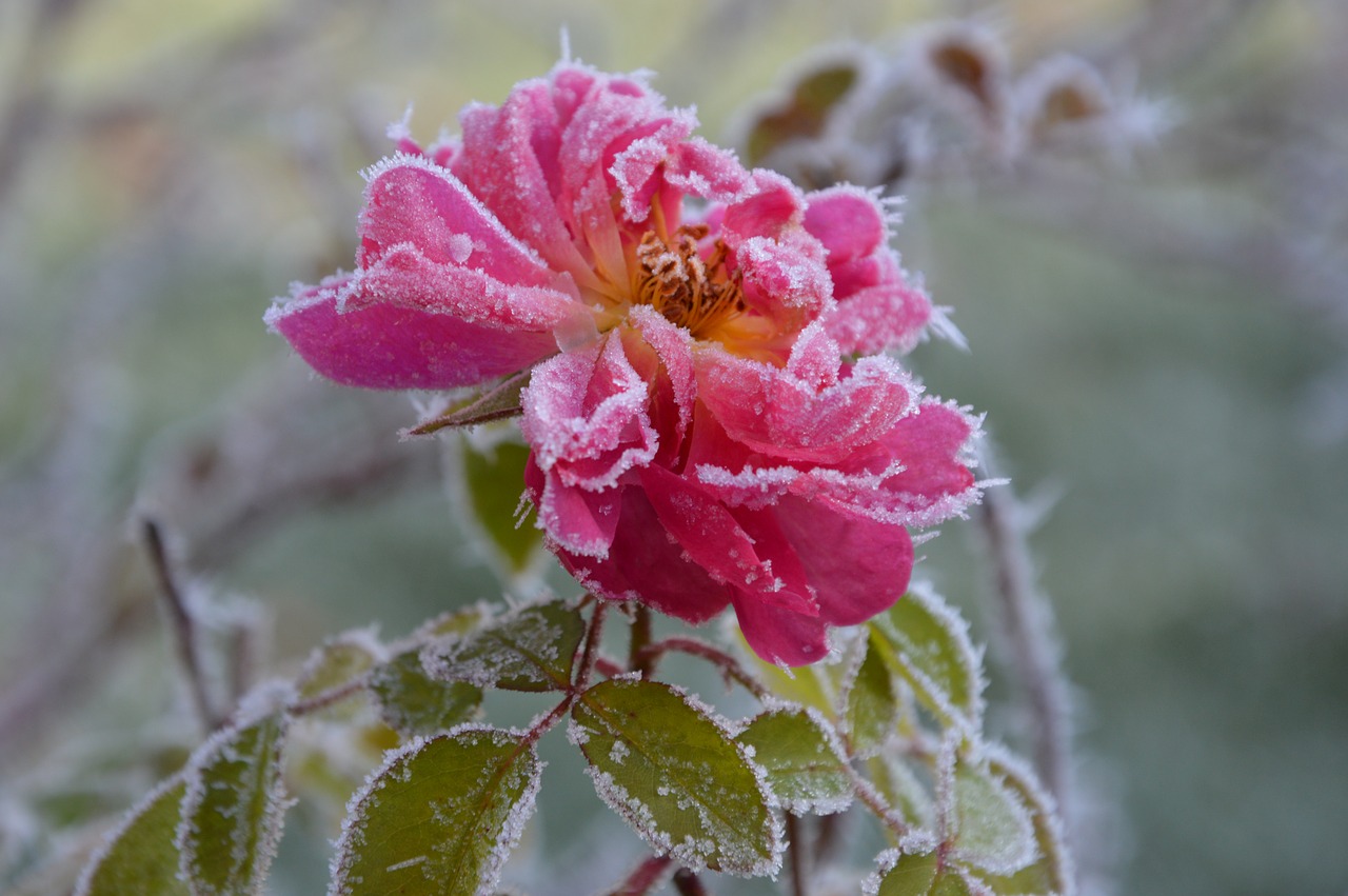 rose ice winter free photo