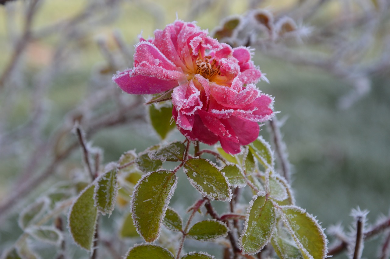 rose frost ripe free photo