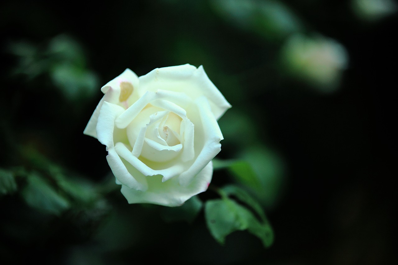 rose flowers white free photo