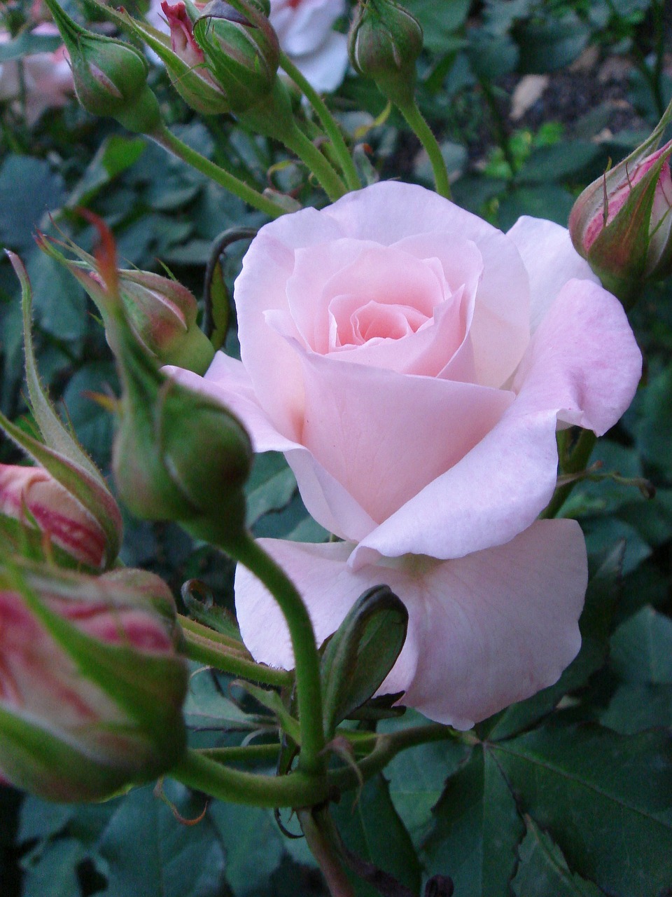 rose flowers plant free photo