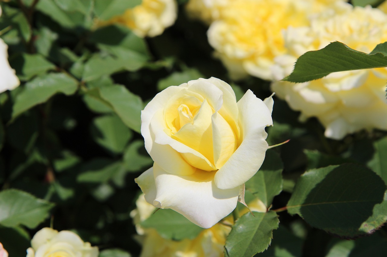 yellow rose flowers free photo