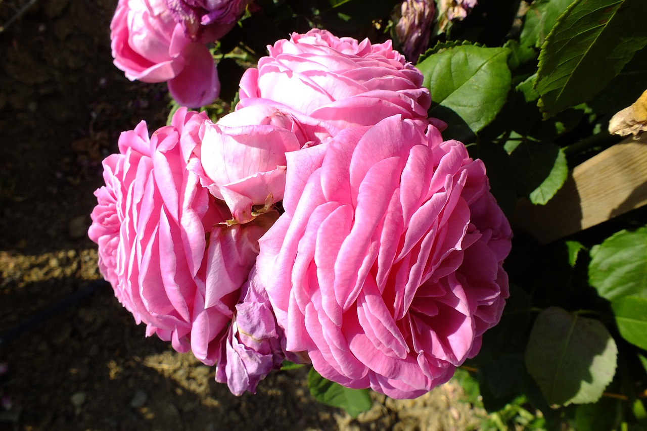 rose flower pink free photo