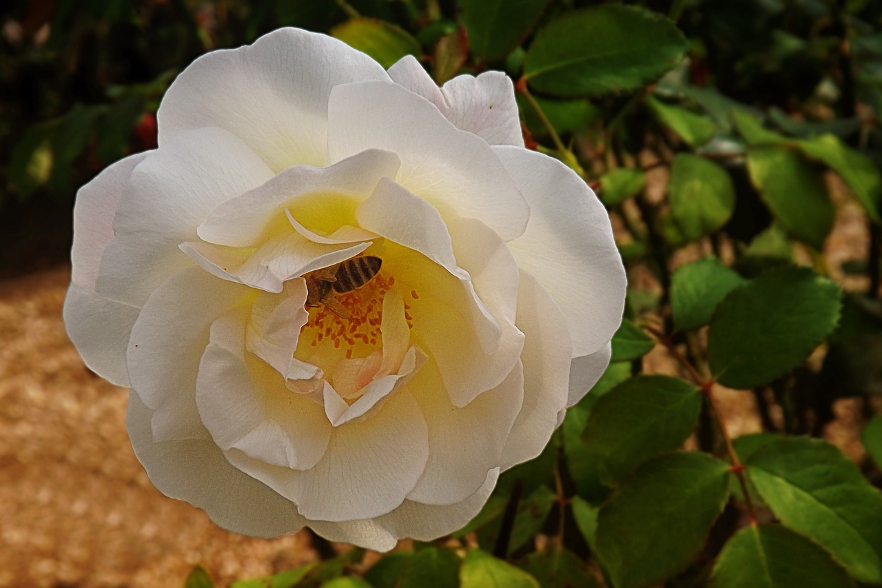 rose white blossom free photo