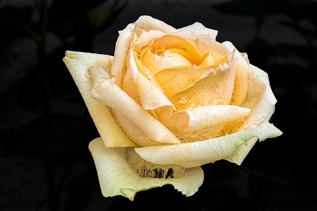 rose yellow blossom free photo