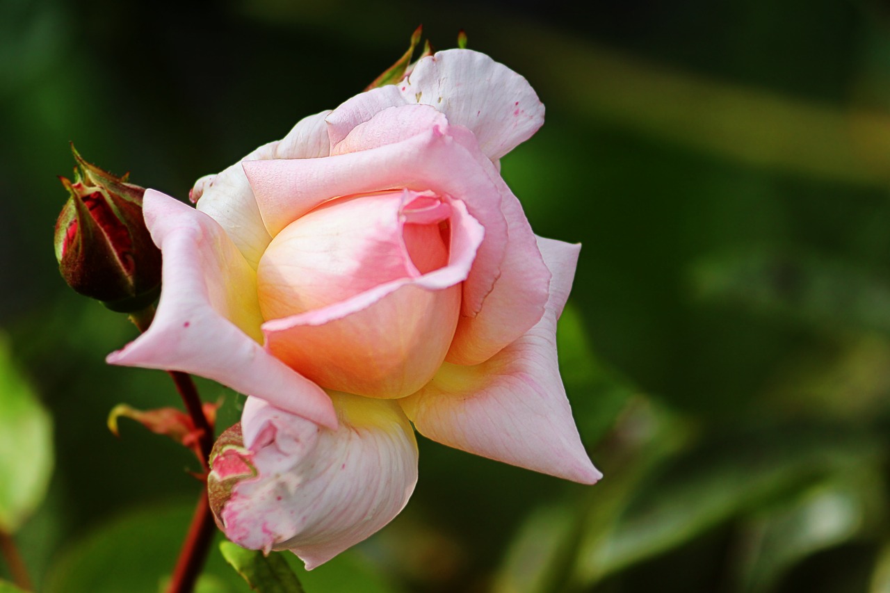 rose pink blossom free photo