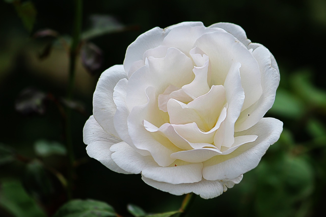 rose white blossom free photo