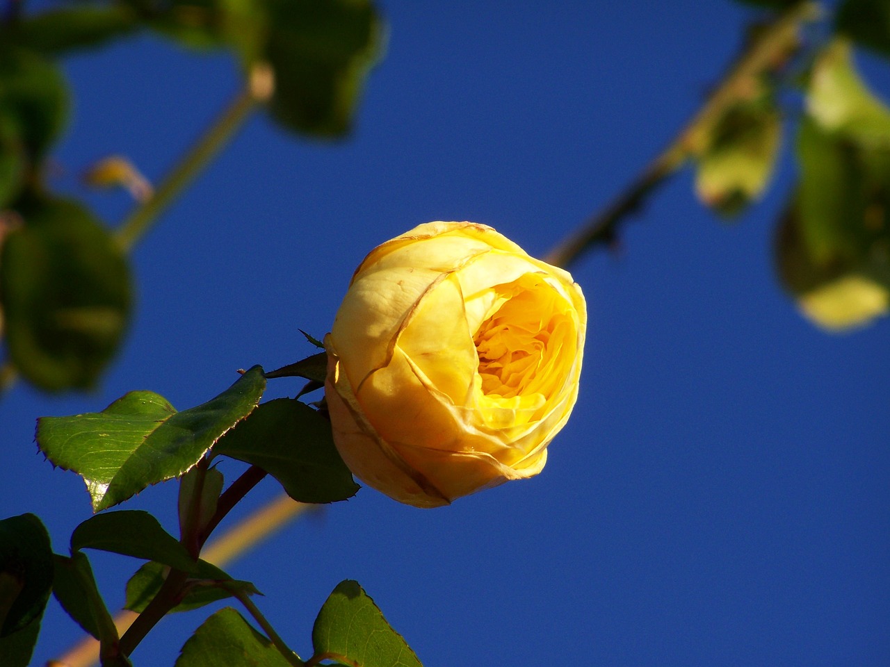 rose yellow roses blue sky free photo