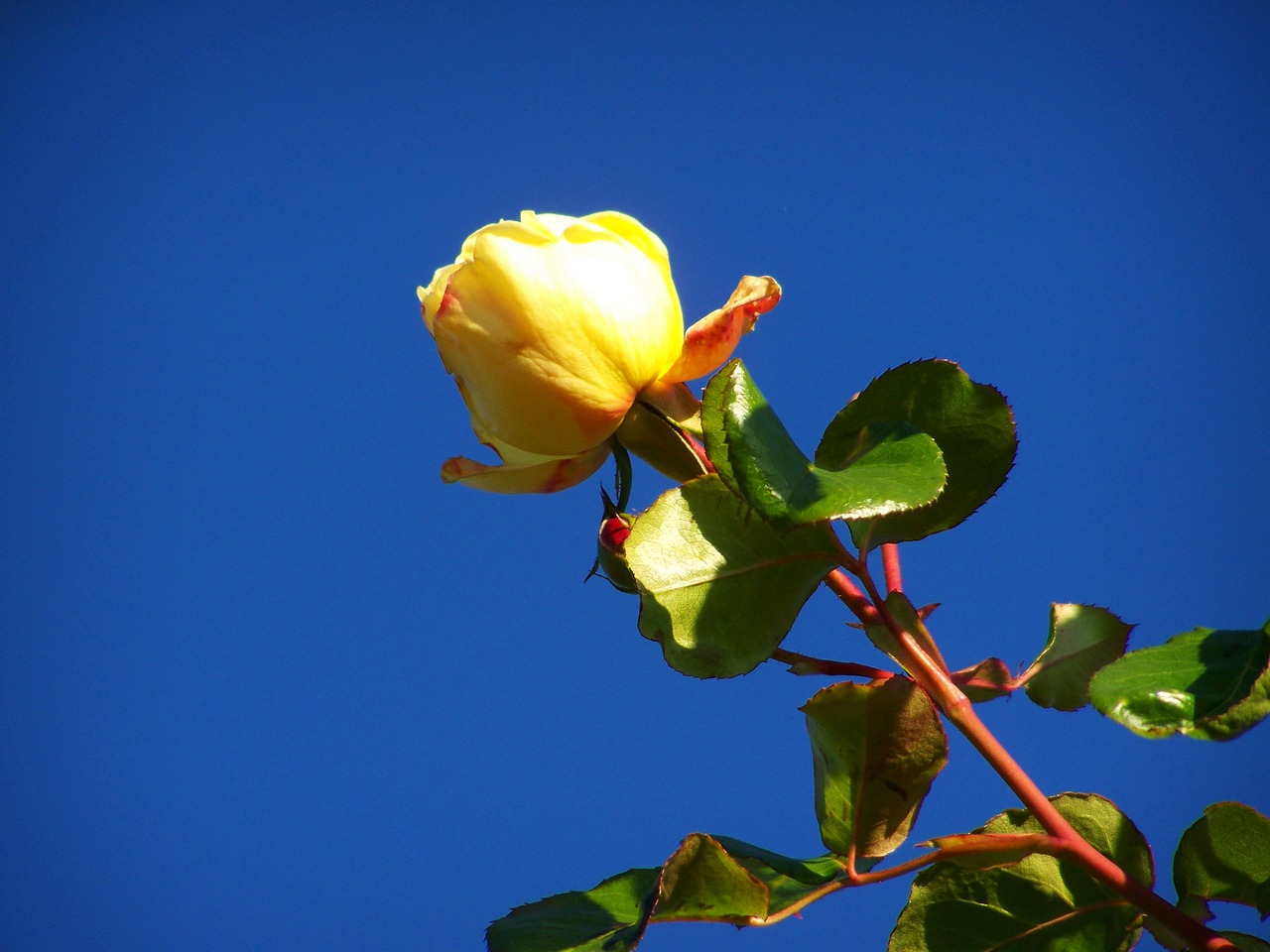 rose yellow roses blue sky free photo