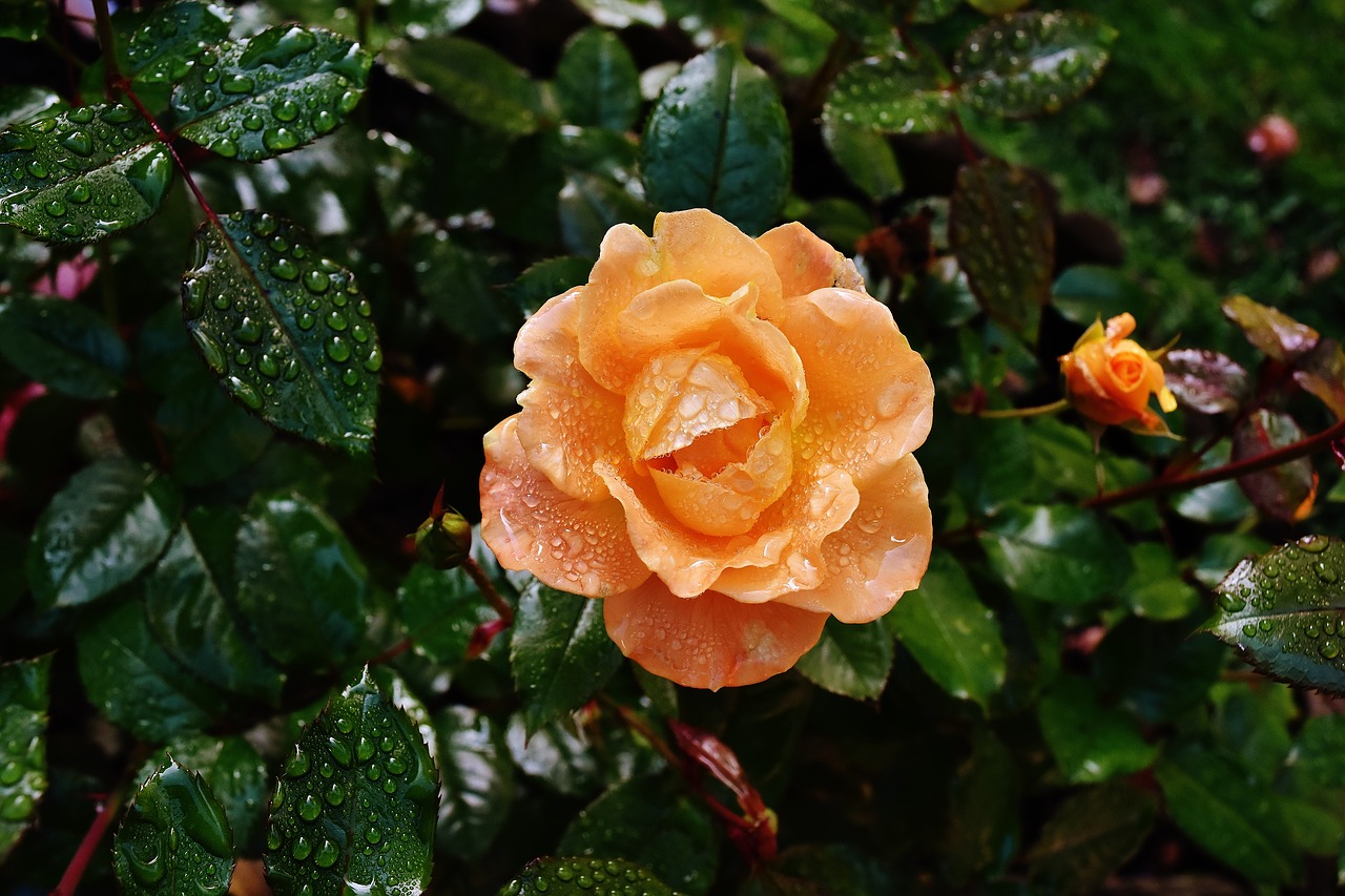 rose orange color free photo