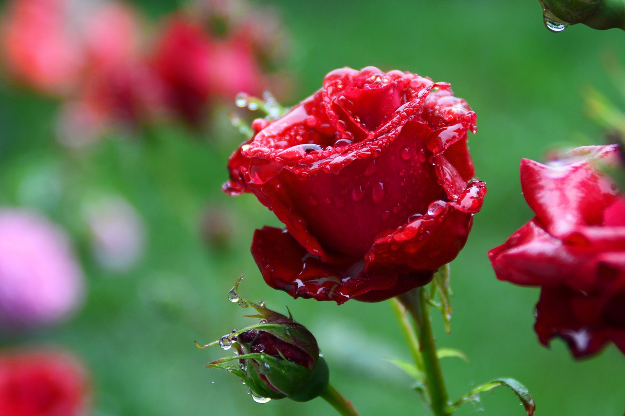 rose china red dim free photo