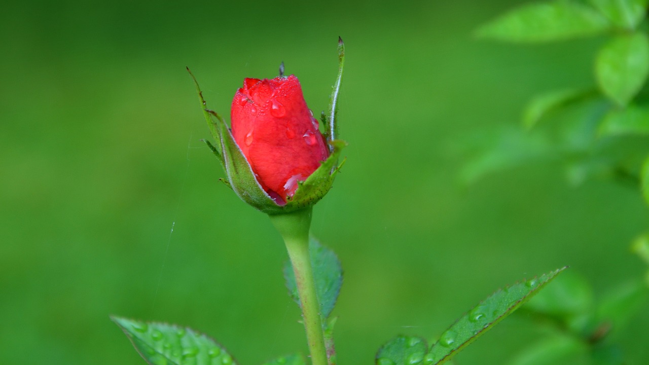 rose blossom bloom free photo