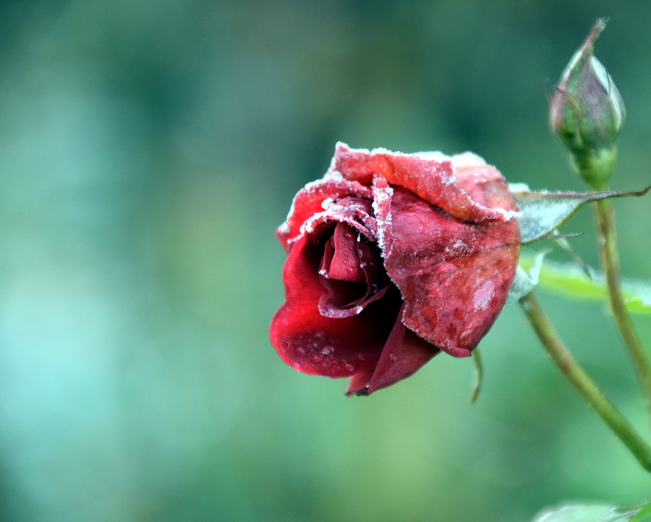 rose frost winter free photo