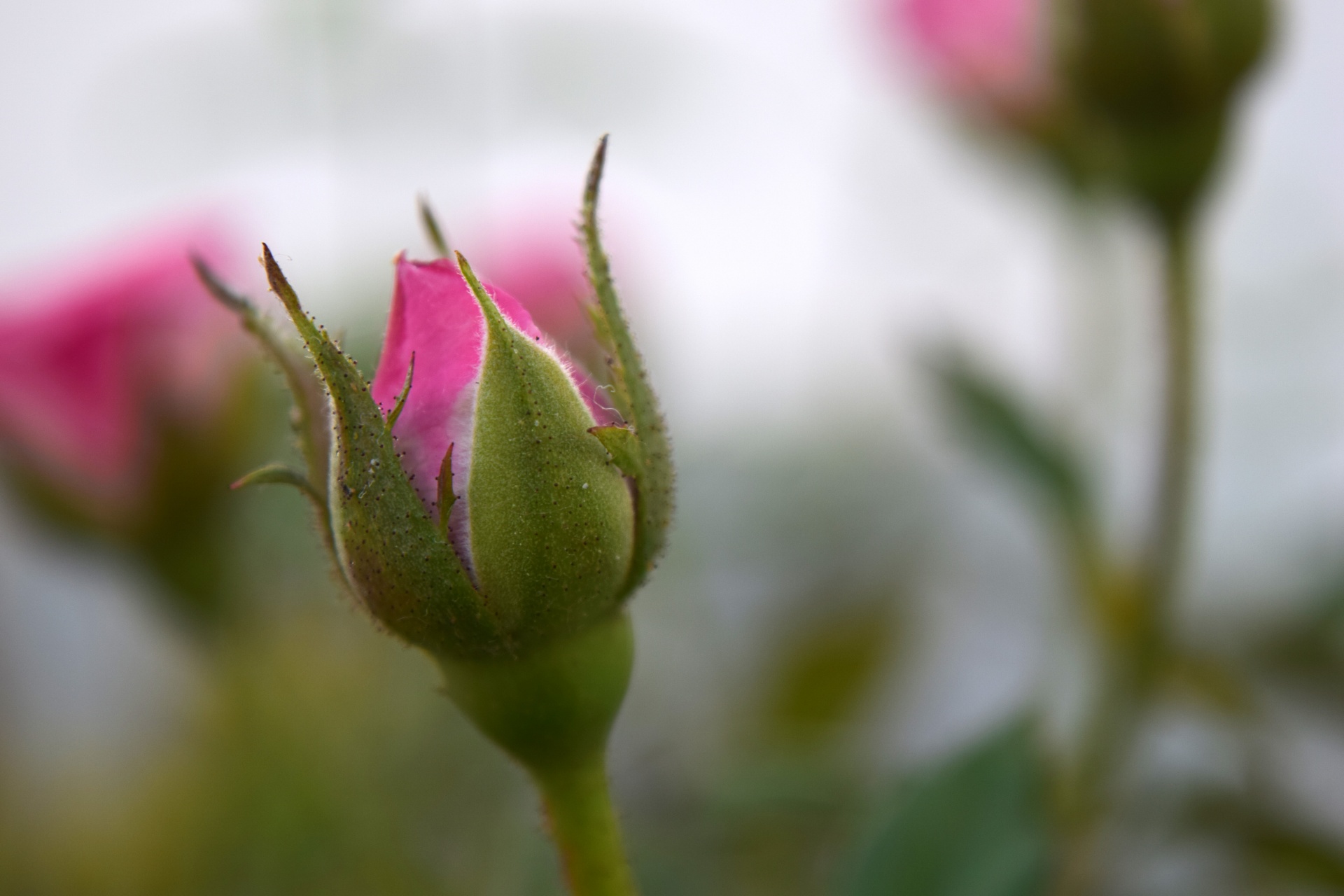 rose bud flower free photo