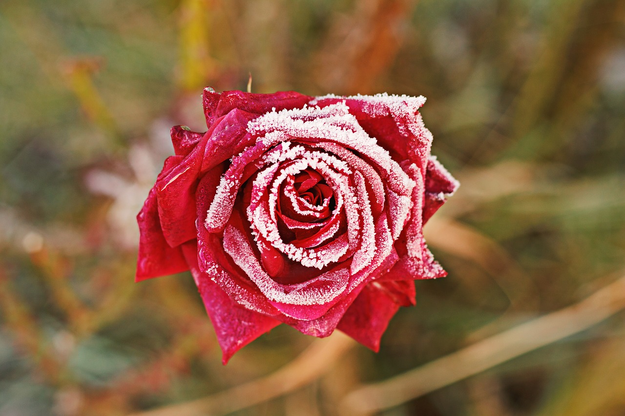 rose flower red rose free photo