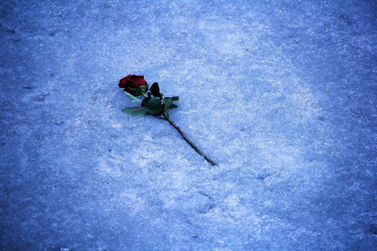 rose romance ice free photo