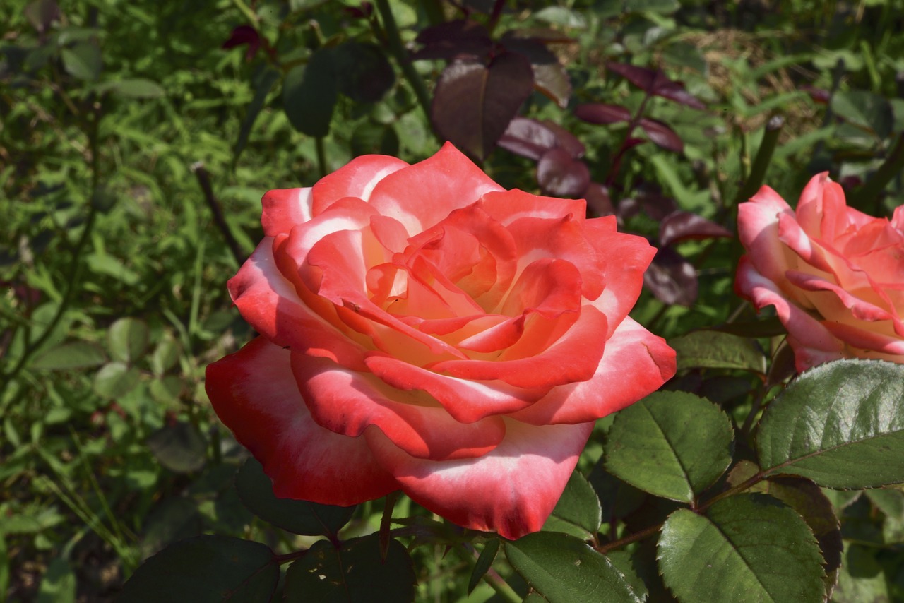 rose flowers affix free photo