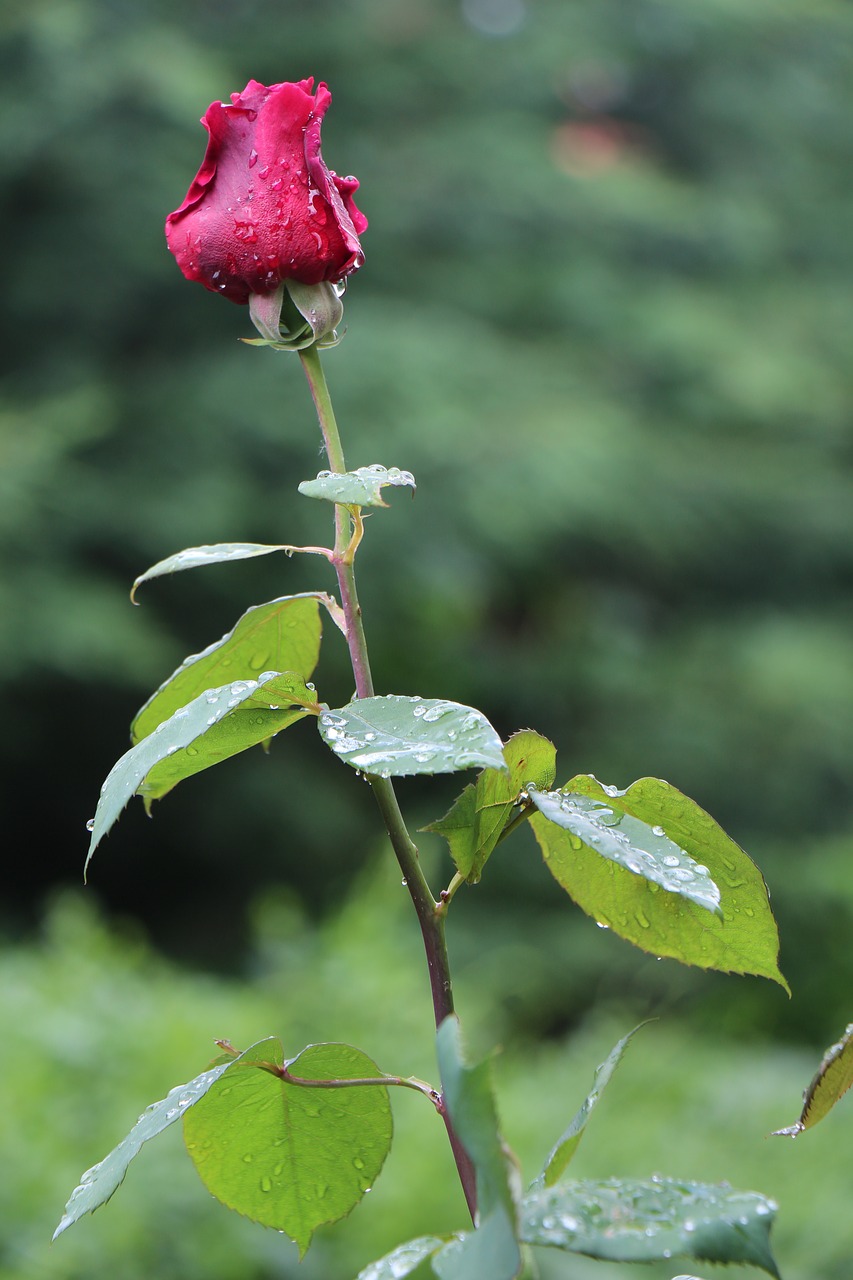 rose after the rain raindrops free photo