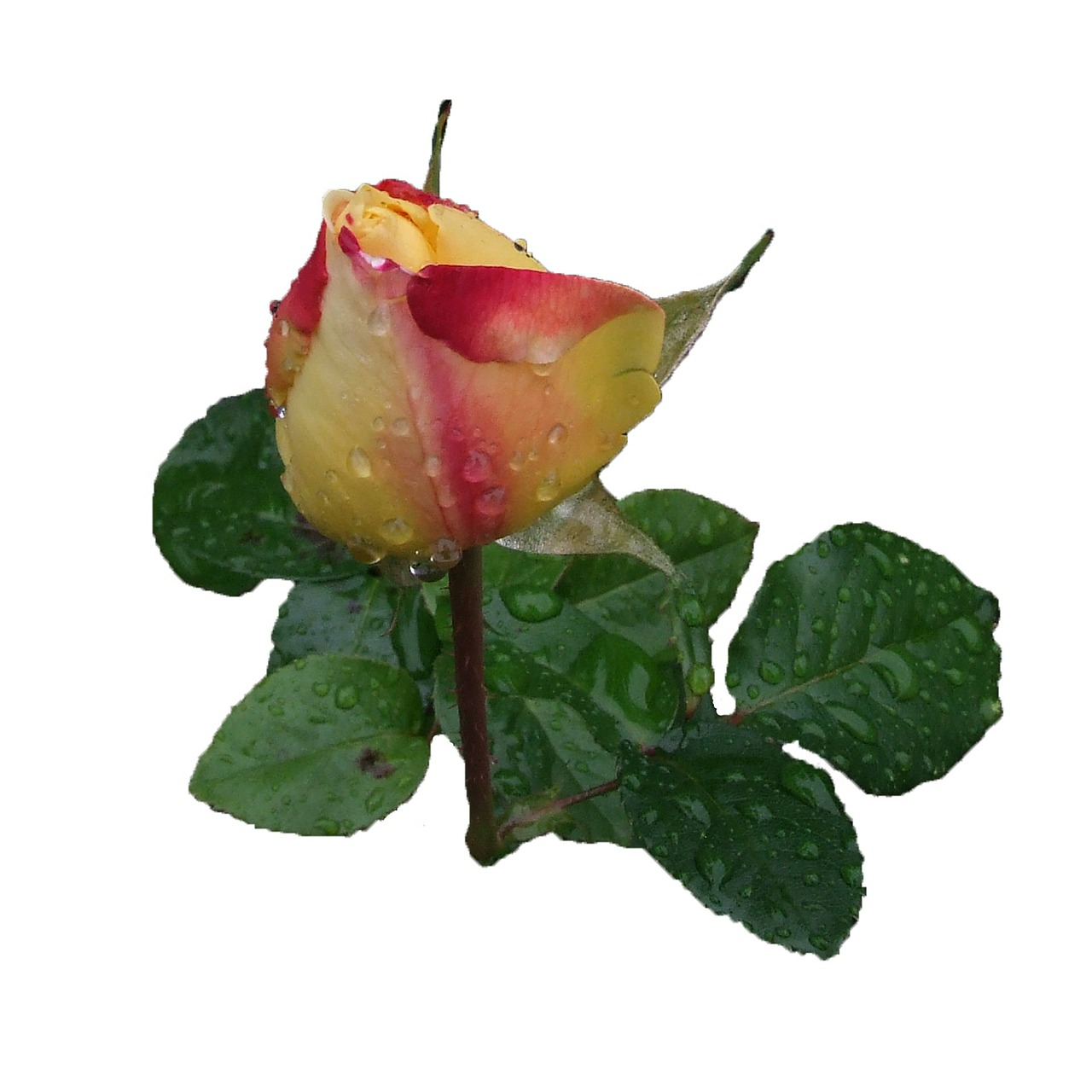 rose beauty rosebud free photo