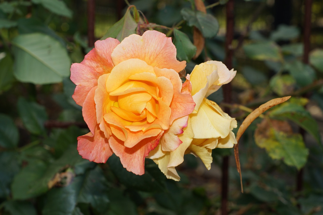 rose orange flower free photo