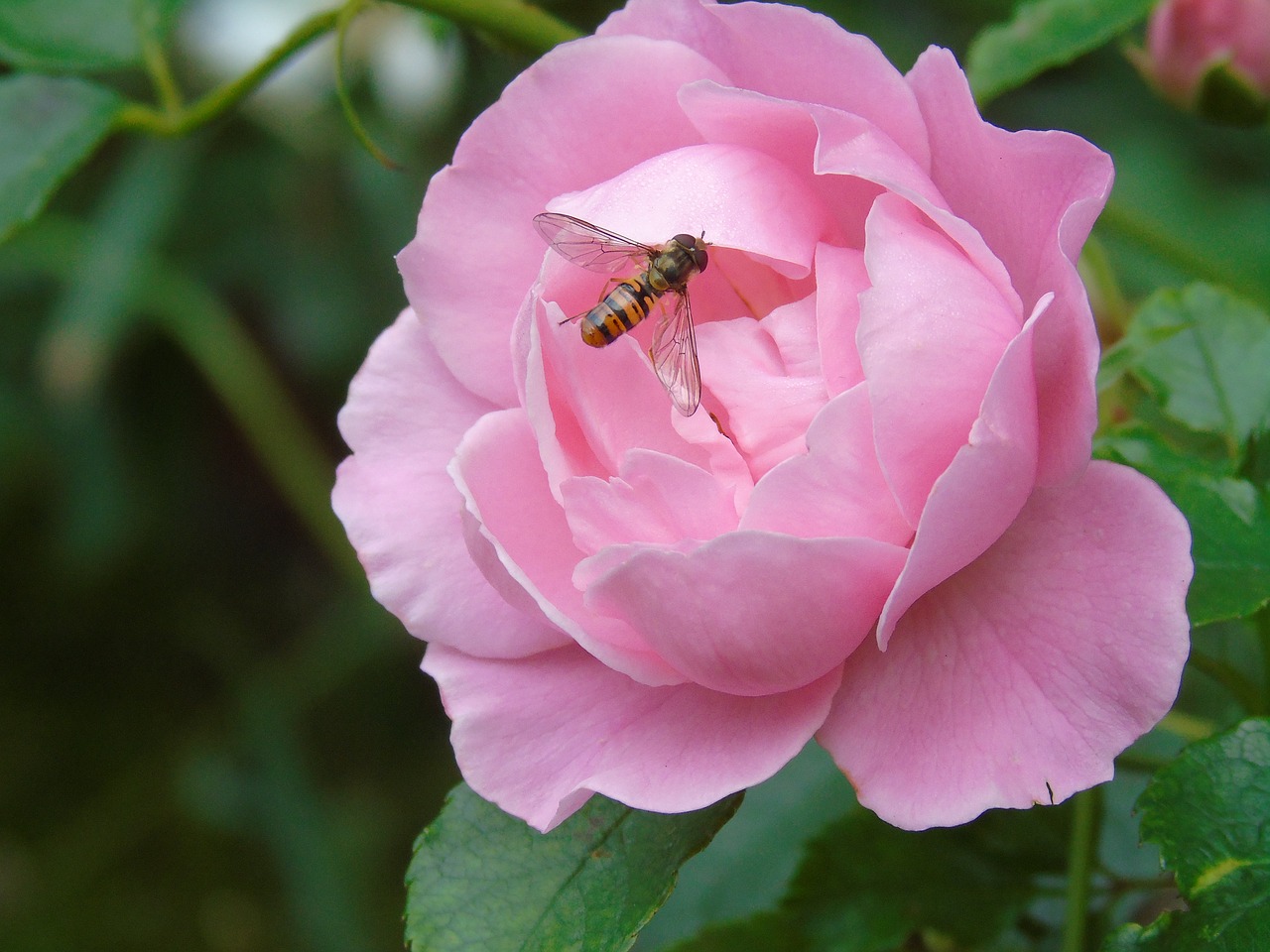 rose pink fly free photo