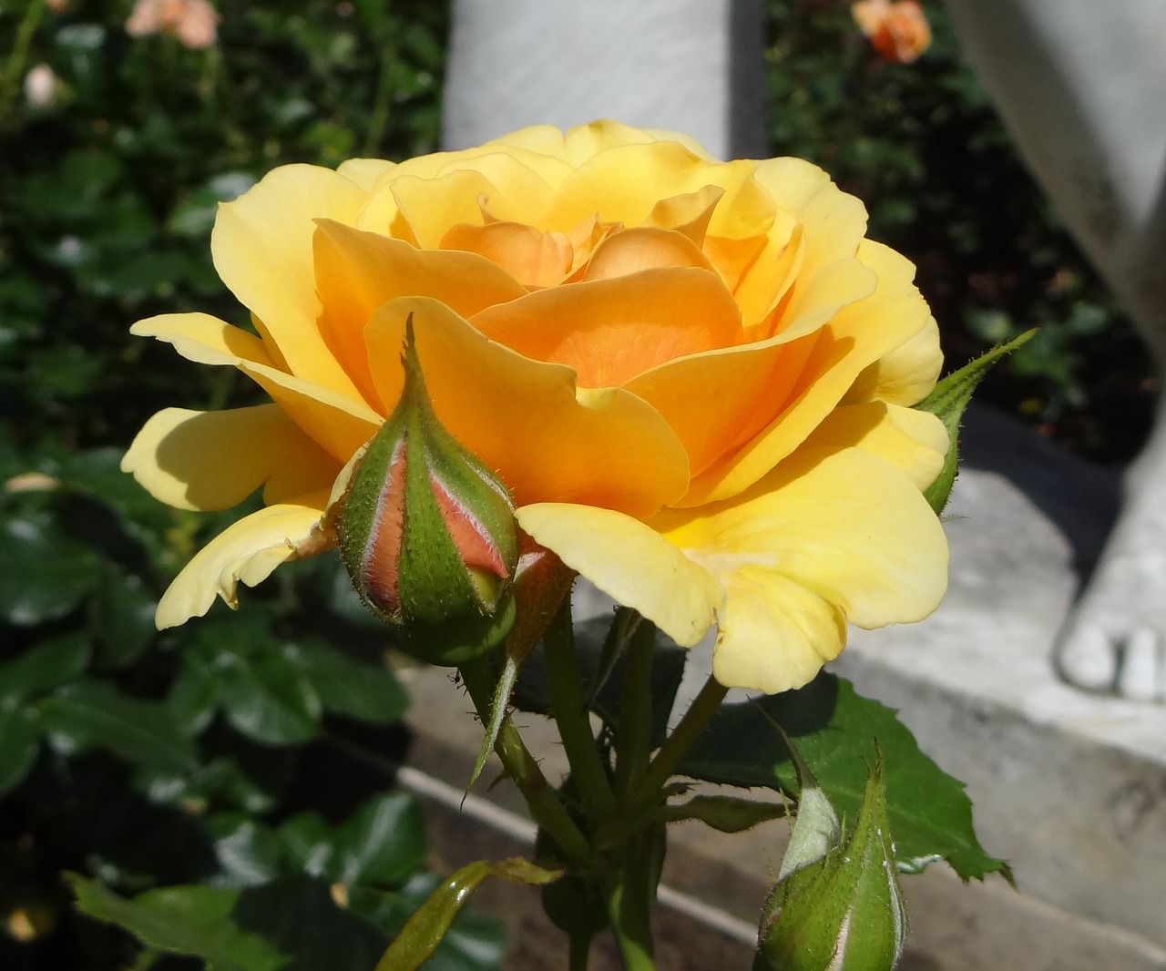 rose yellow rose yellow free photo