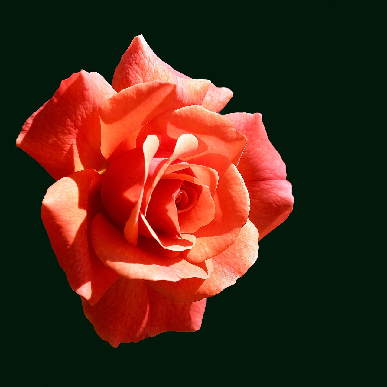 rose orange orange rose free photo