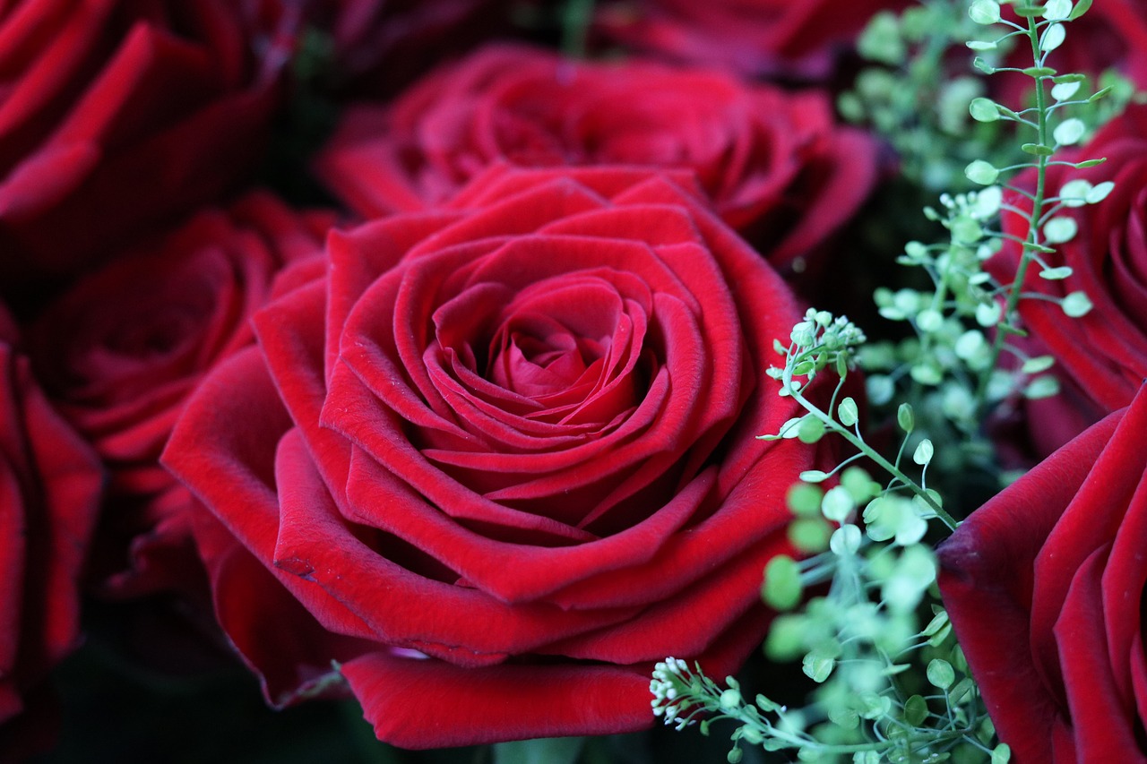 rose red blossom free photo