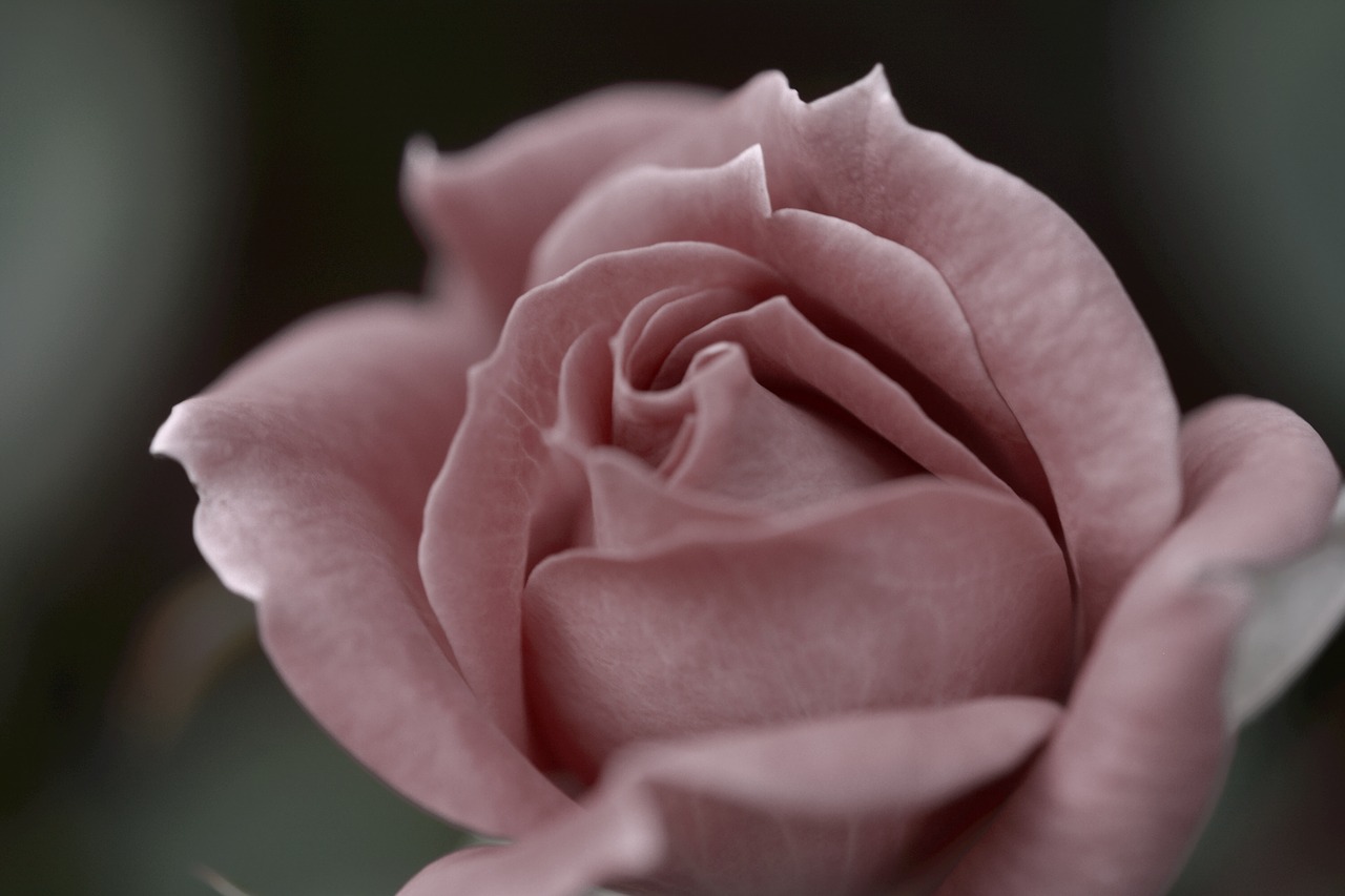 rose bloom pink free photo