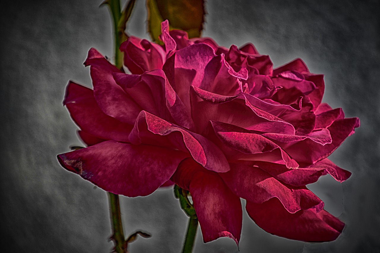 rose red pretty free photo