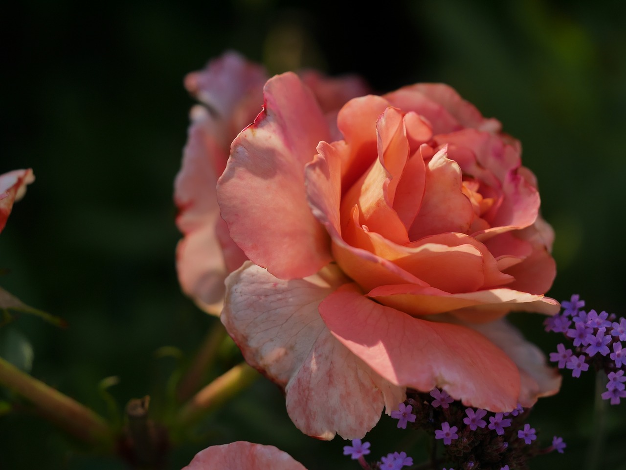 rose orange shadow play free photo