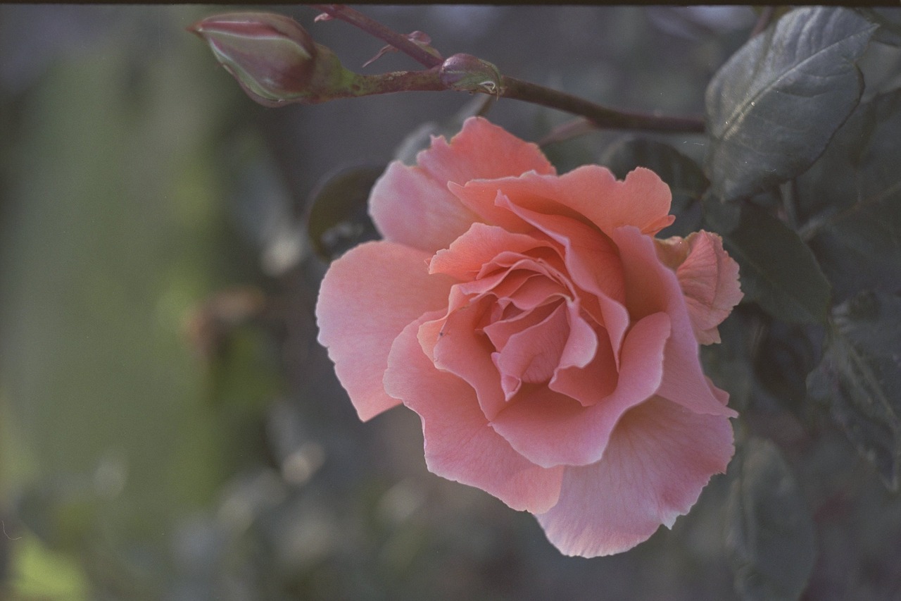 rose pink plant free photo