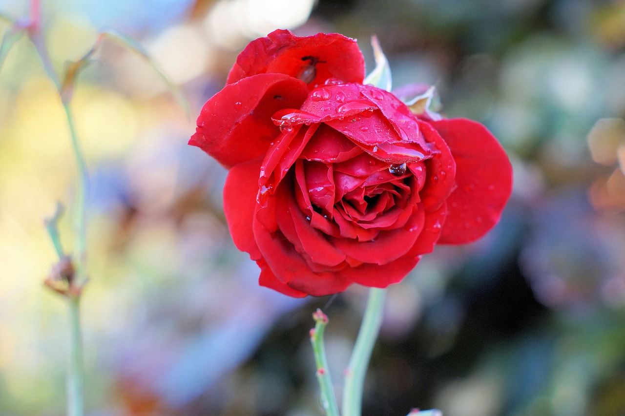 rose red flower free photo