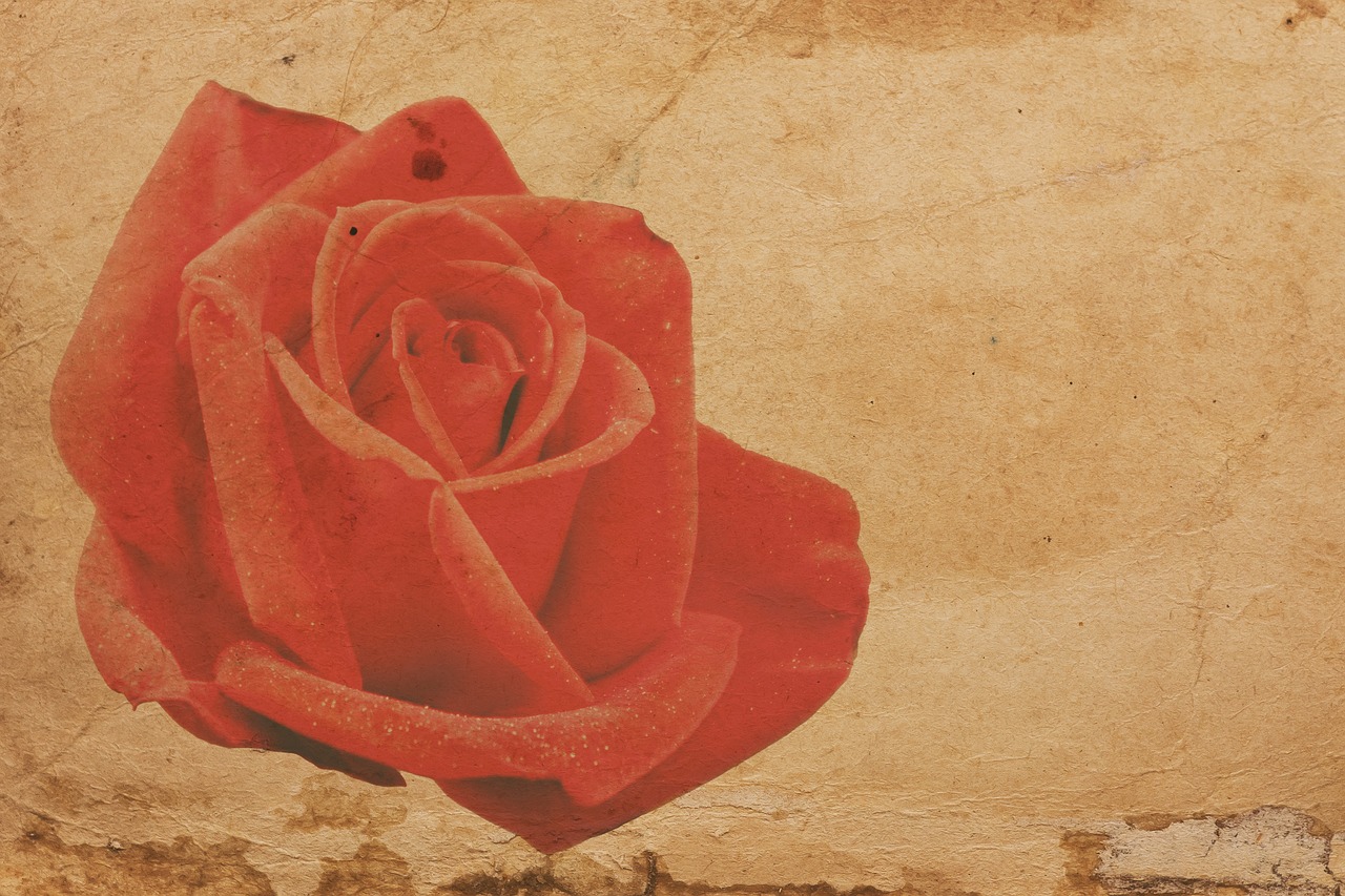 rose red paper free photo
