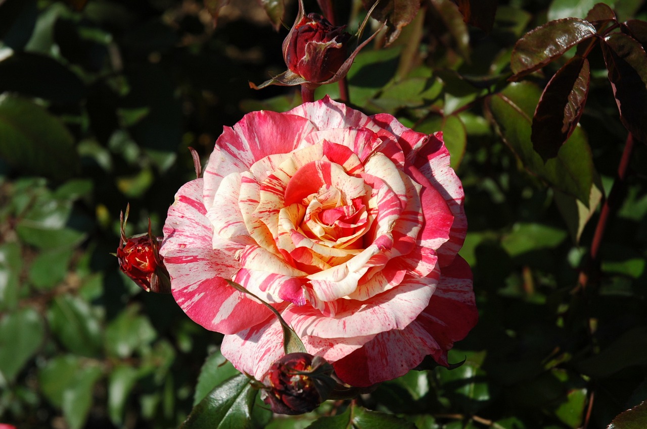 rose nature blossom free photo