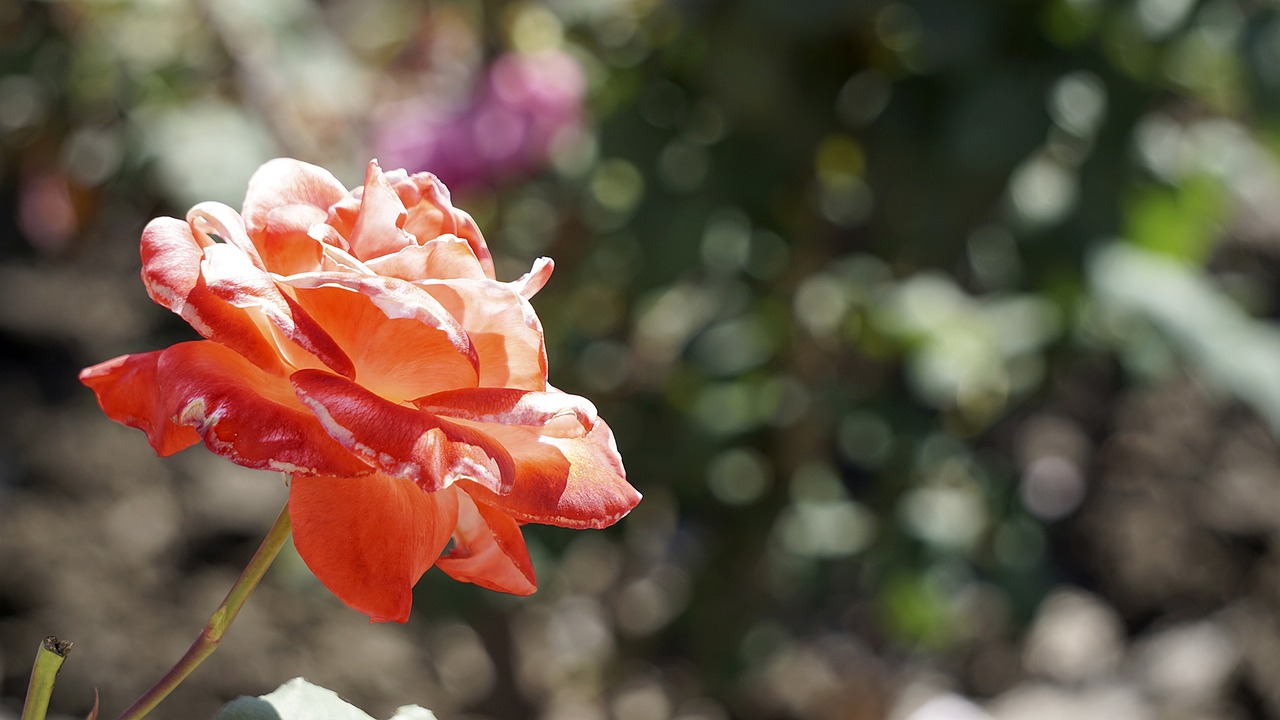 rose flower bloom free photo