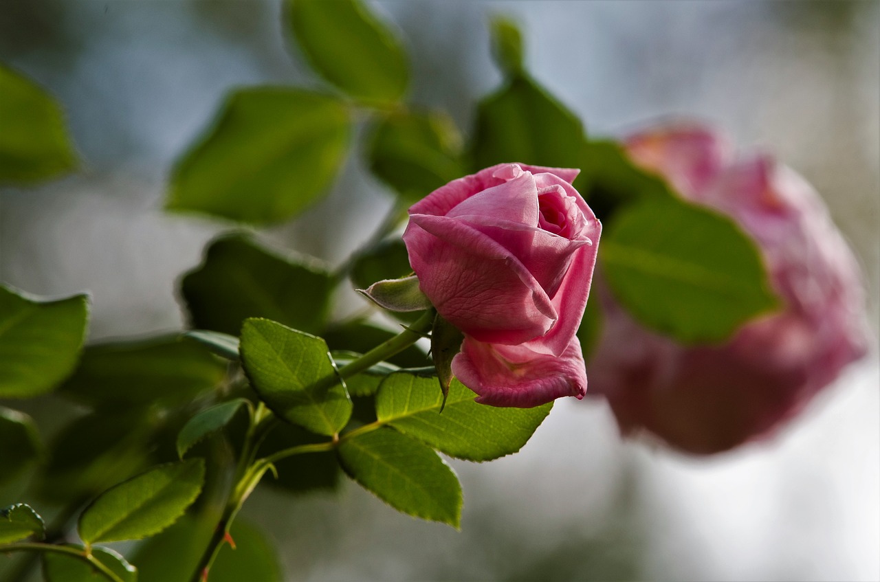 rose pink pink rose free photo