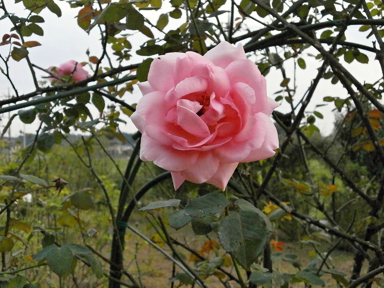 rose pink flower rose garden free photo