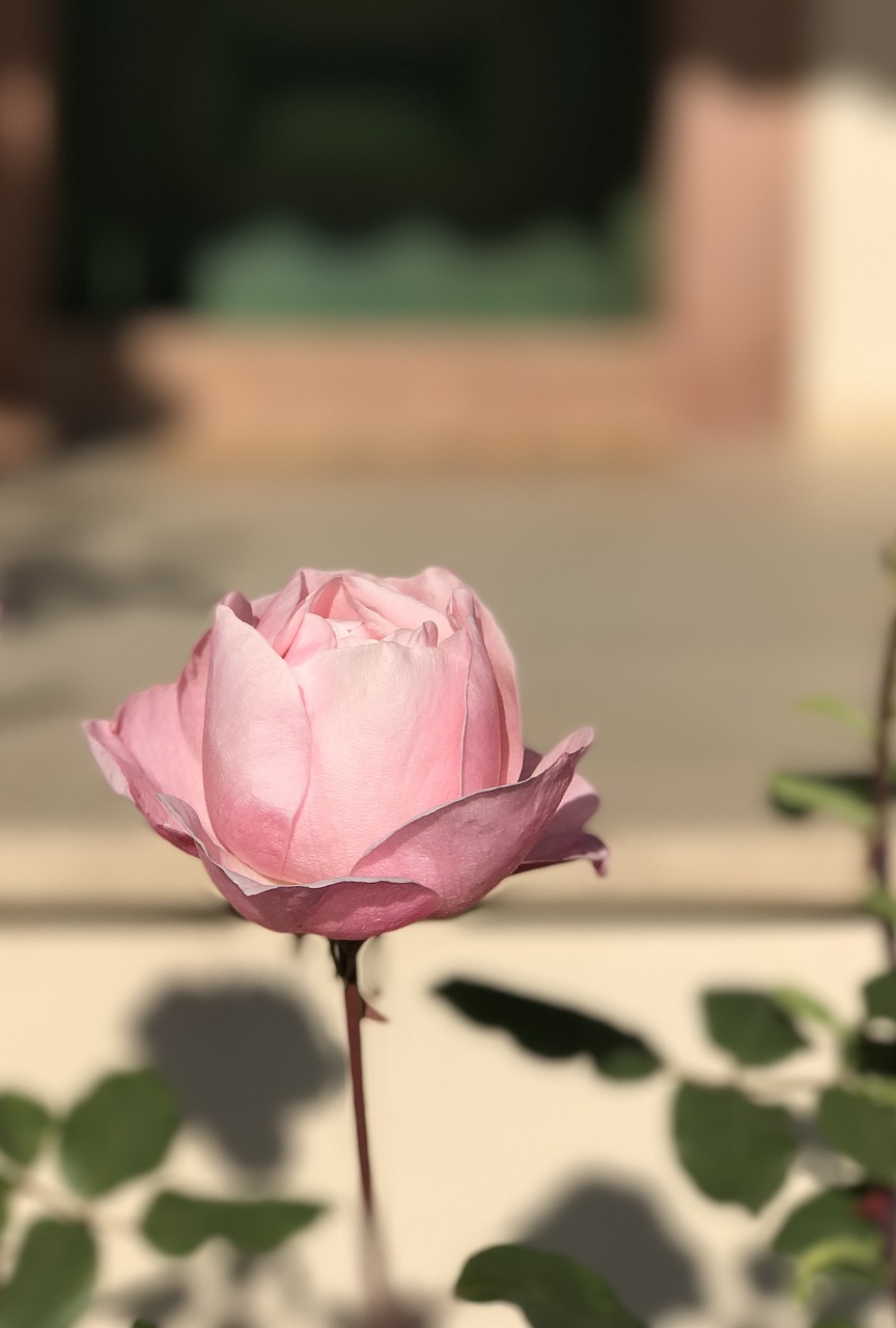 rose flower pink free photo