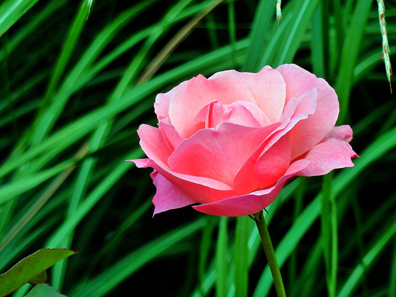 rose flower blossom free photo