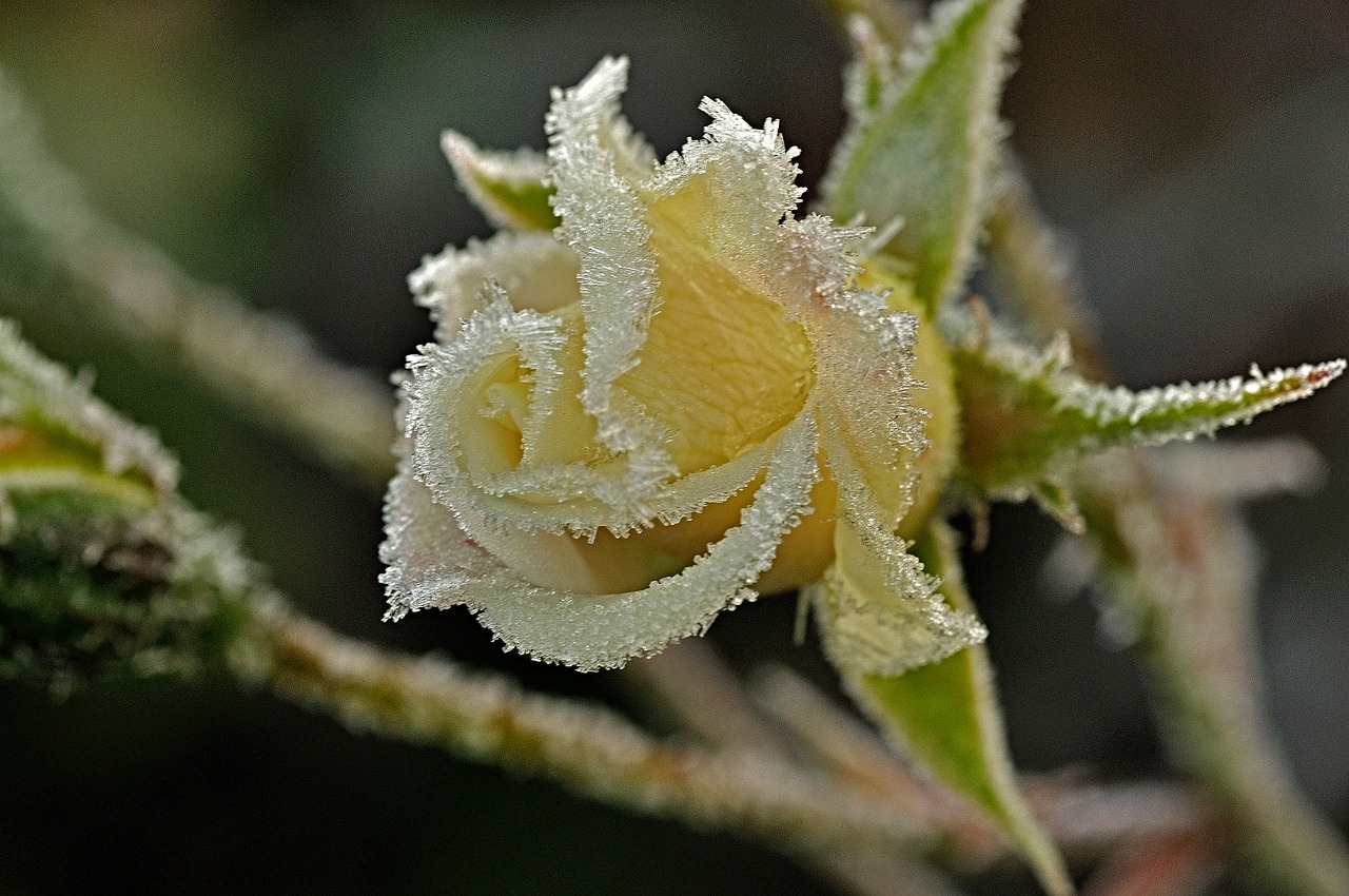 rose winter ripe free photo